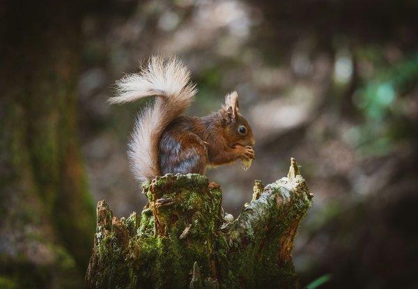 What are the best wildlife reserves in the UK for spotting red squirrels?